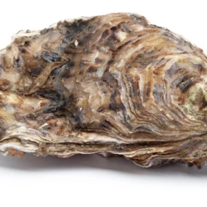 zeeuwse_oesters-196-1465379589